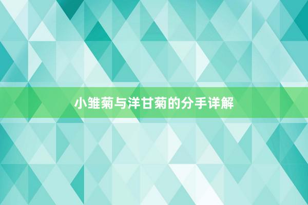 小雏菊与洋甘菊的分手详解